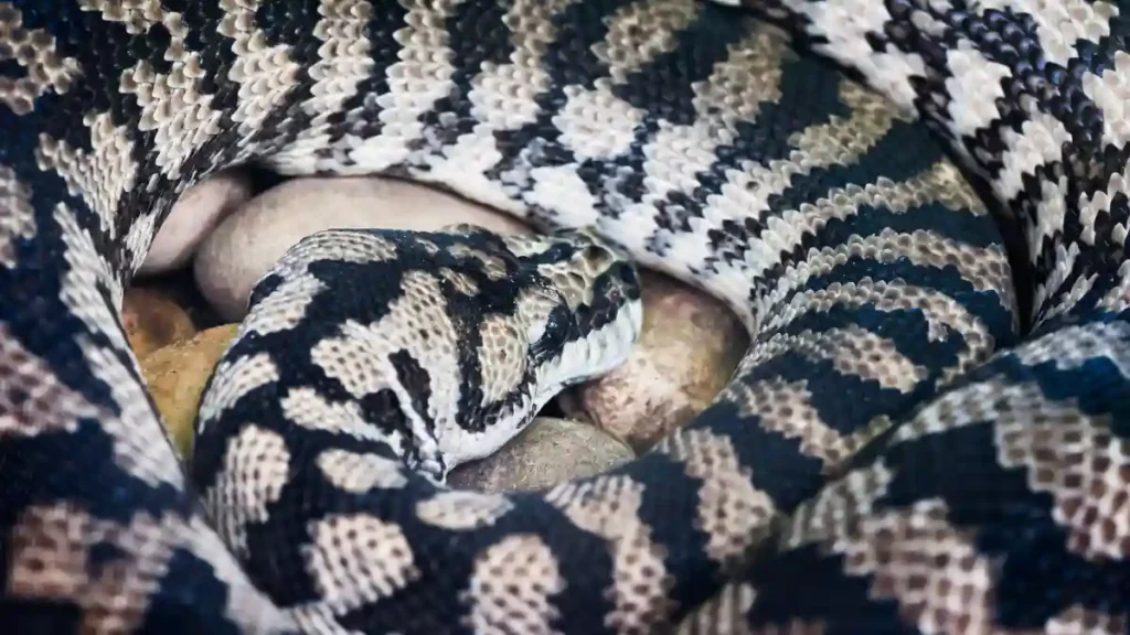Sonhar com cobra preta e branca Sonhar com cobra preta e branca
