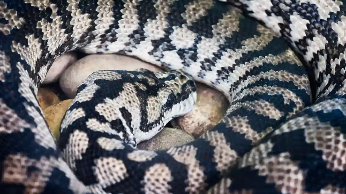 Sonhar com cobra preta e branca