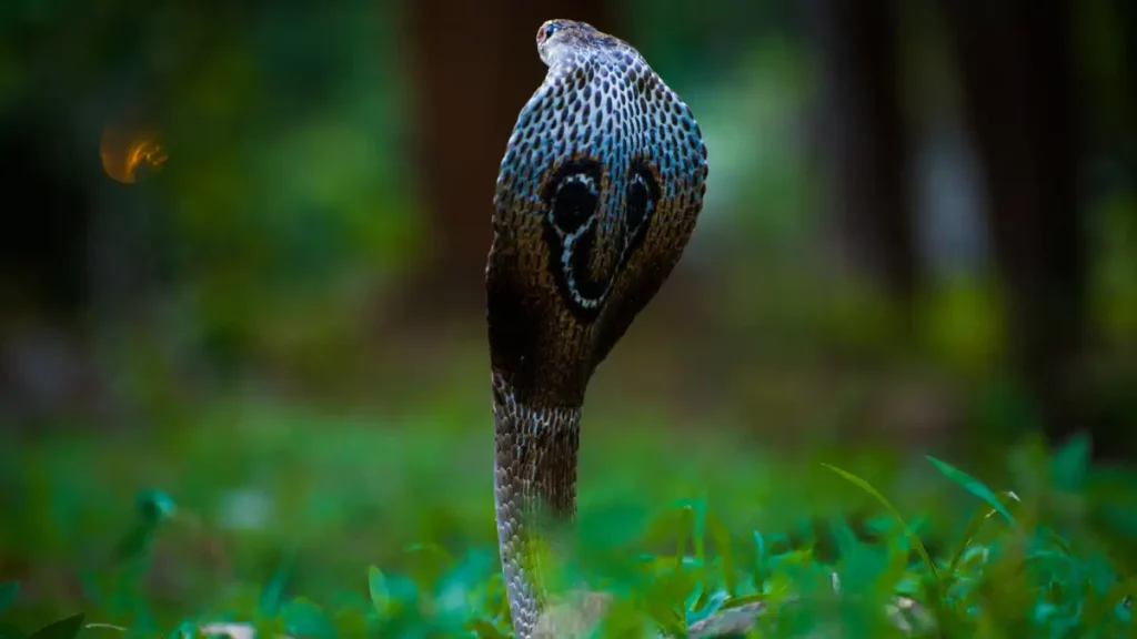Sonhar com filhote de cobra Sonhar com filhote de cobra