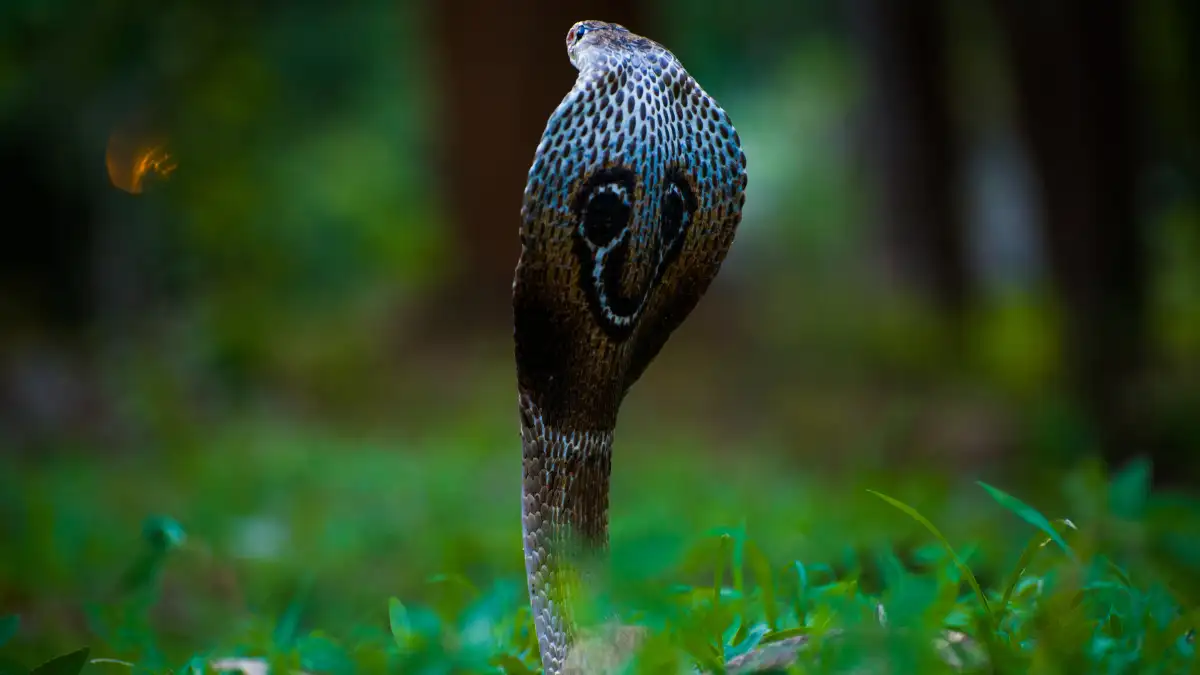 Sonhar com filhote de cobra