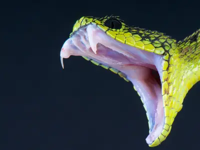 Sonhar com uma cobra preta e branca picando Sonhar com uma cobra preta e branca picando