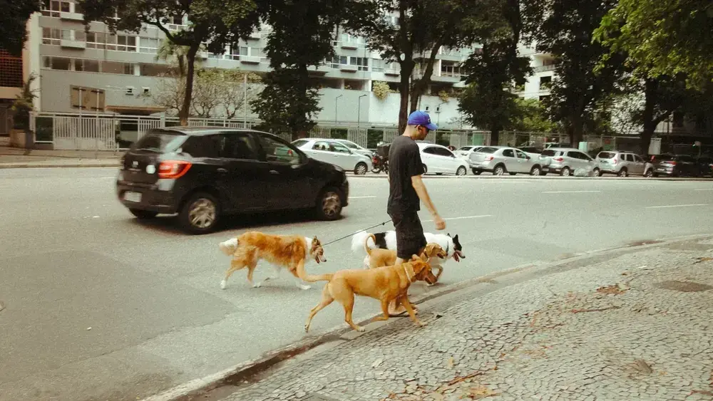 Como acostumar o filhote a usar coleira e guia nos primeiros passeios?