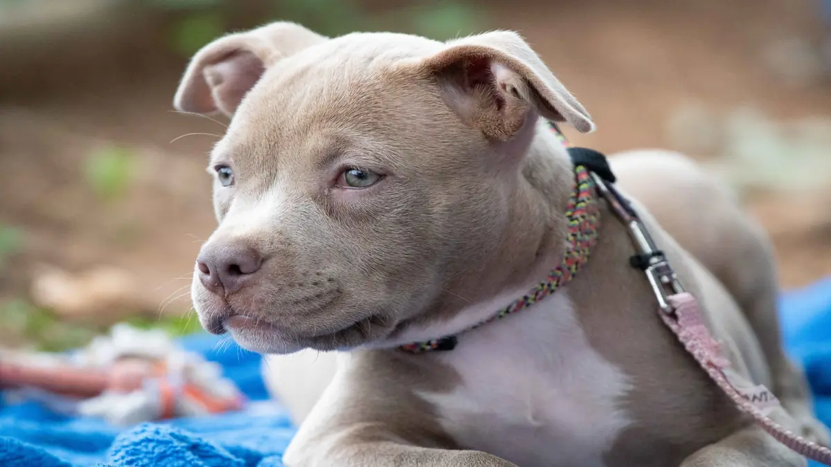 Custo de Manter um Cachorro
